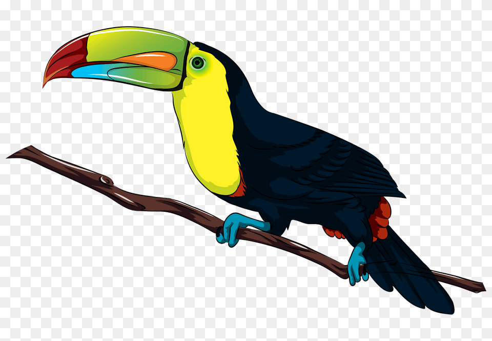 Toucan Clipart, Animal, Beak, Bird, Blade Free Transparent Png