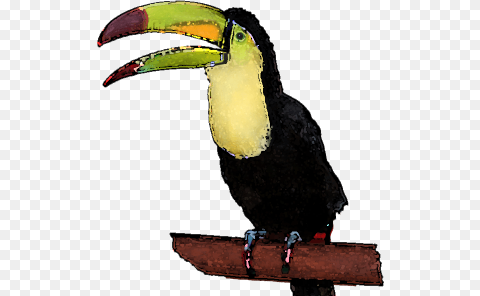 Toucan Clipart Clipart Toucan Background, Animal, Beak, Bird Free Png Download