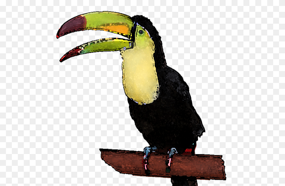Toucan Clipart Face, Animal, Beak, Bird Free Transparent Png