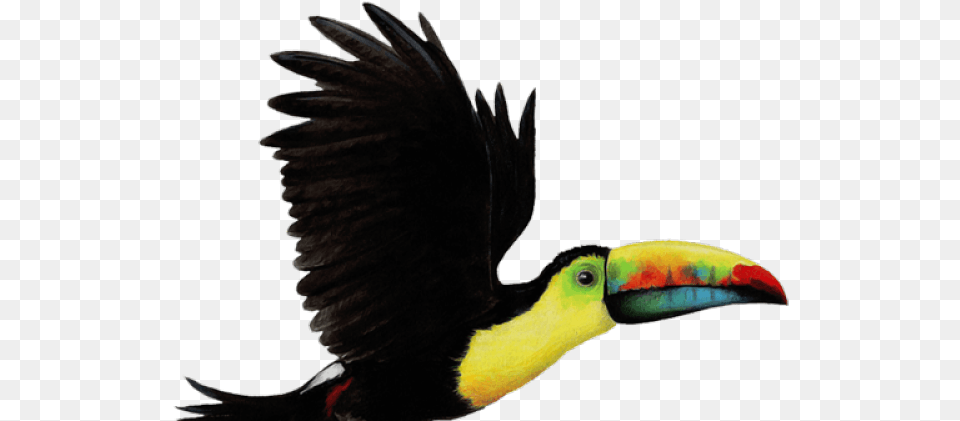 Toucan Clipart Flying Toucan Bird, Animal, Beak Free Png