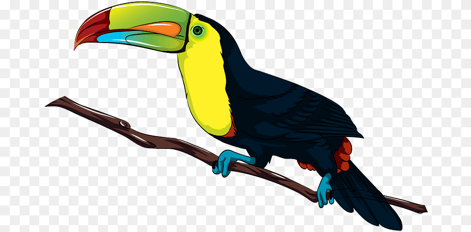 Toucan Clipart Keel Billed Toucan, Animal, Beak, Bird, Blade Png