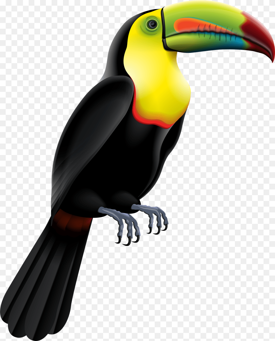 Toucan Clipart Rainforest Brazilian Free Png