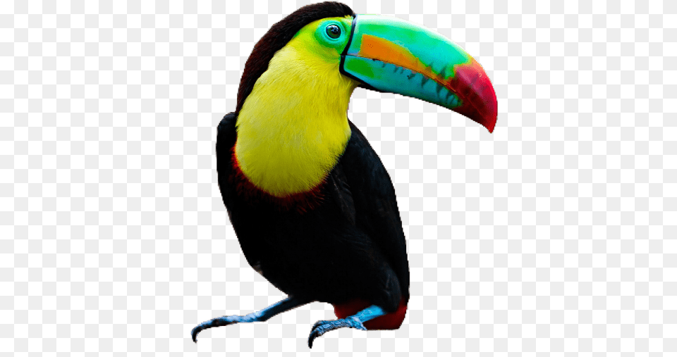 Toucan Color Palette Toucan, Animal, Beak, Bird Free Transparent Png