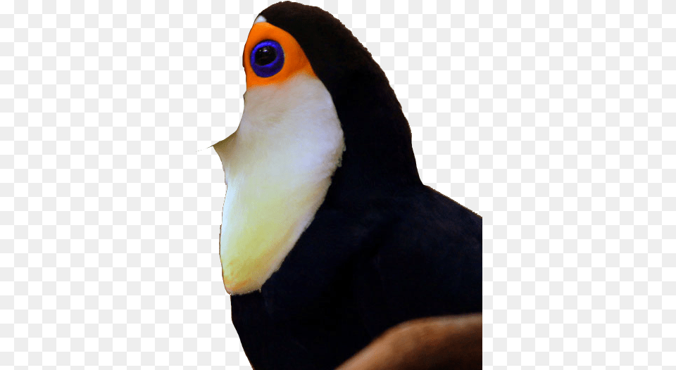 Toucan No Beak Photoshopped, Animal, Bird Free Png Download