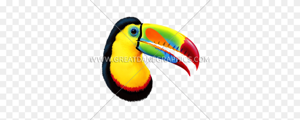 Toucan Production Ready Artwork For T Shirt Printing, Animal, Beak, Bird Free Transparent Png