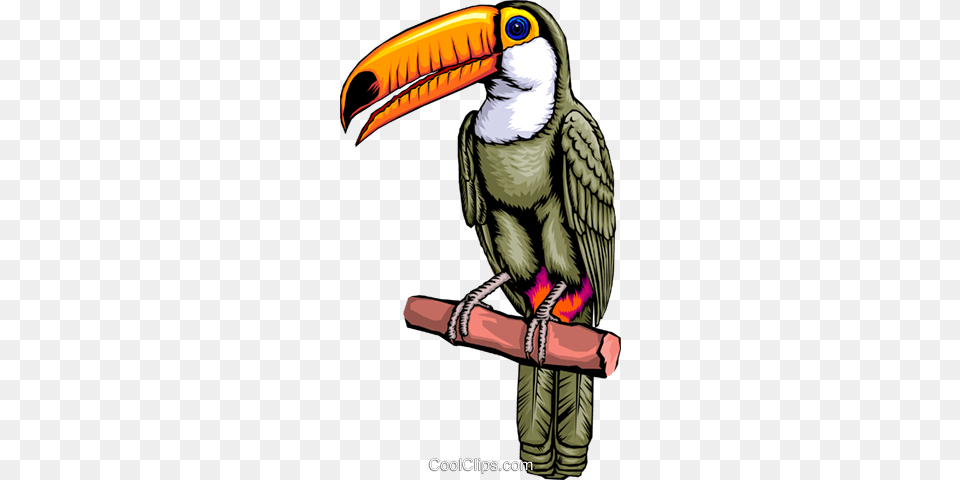 Toucan Royalty Free Vector Clip Art Illustration, Animal, Beak, Bird Png