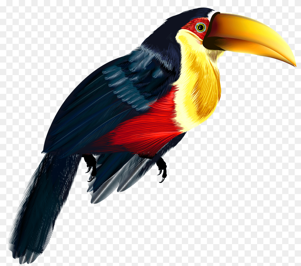 Toucan Transparent Png Image