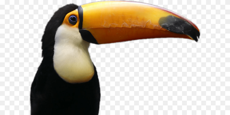 Toucan Transparent Background Toucan, Animal, Beak, Bird Free Png Download