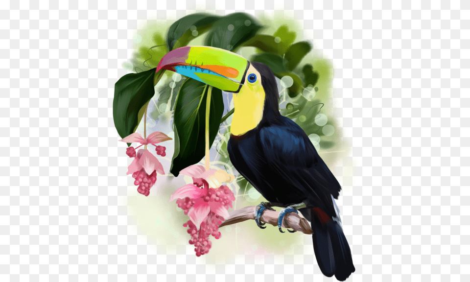 Toucan Tucan Acuarela, Animal, Beak, Bird Free Png