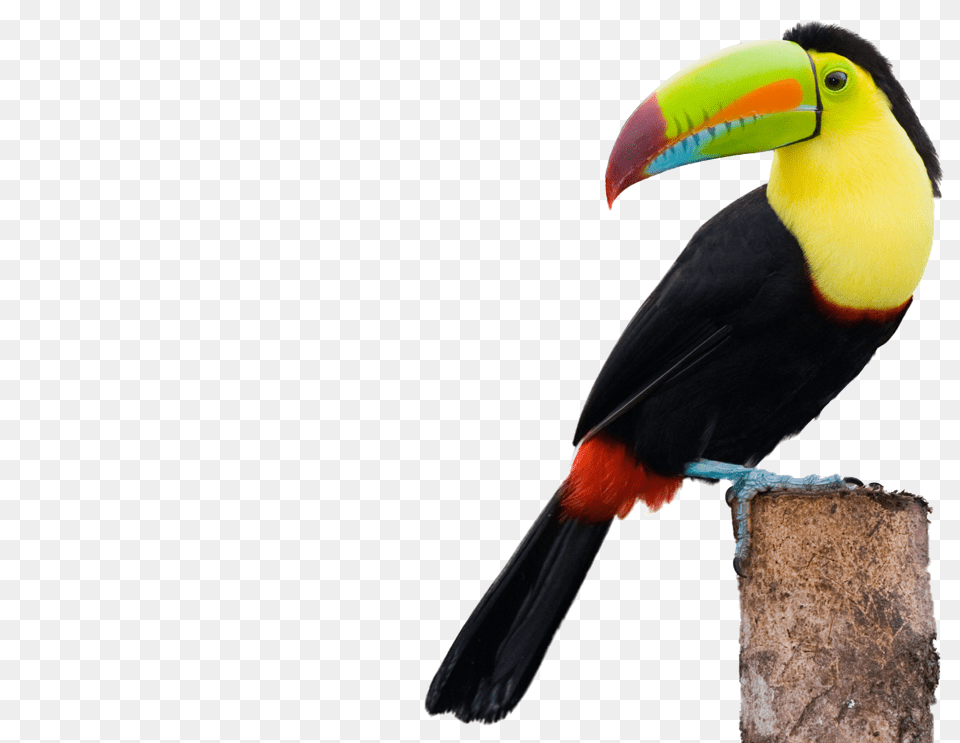 Toucans, Animal, Beak, Bird, Toucan Free Transparent Png