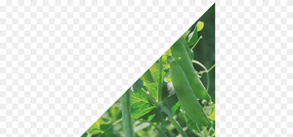 Touch Mobile Phone, Food, Pea, Plant, Produce Free Transparent Png