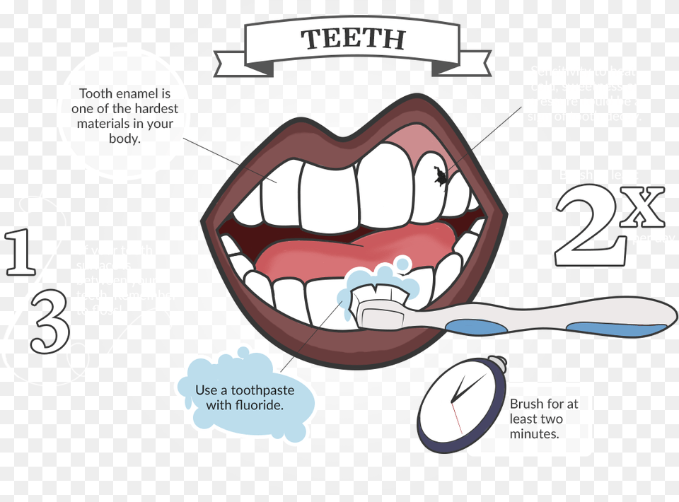 Tour Of The Mouth, Body Part, Person, Teeth, Dynamite Free Png Download