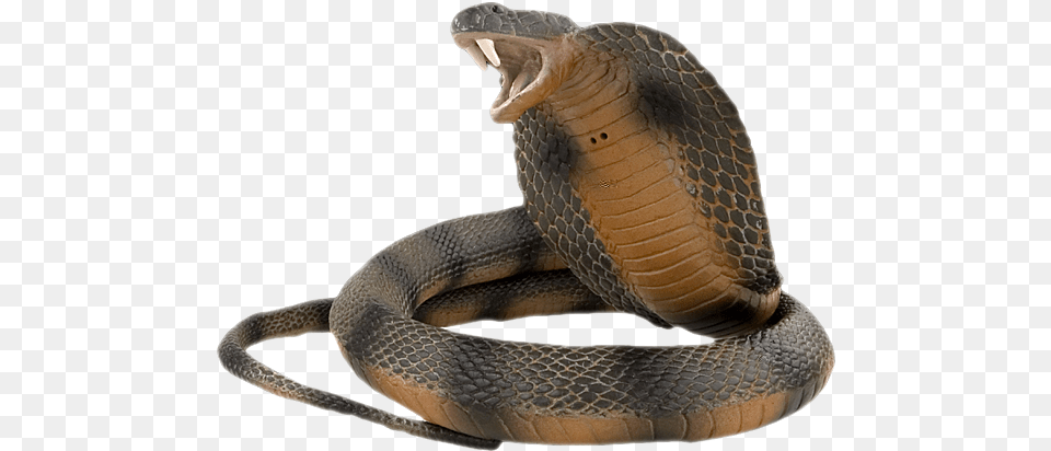Tourist Spot In Bankura, Animal, Reptile, Snake, Cobra Png Image