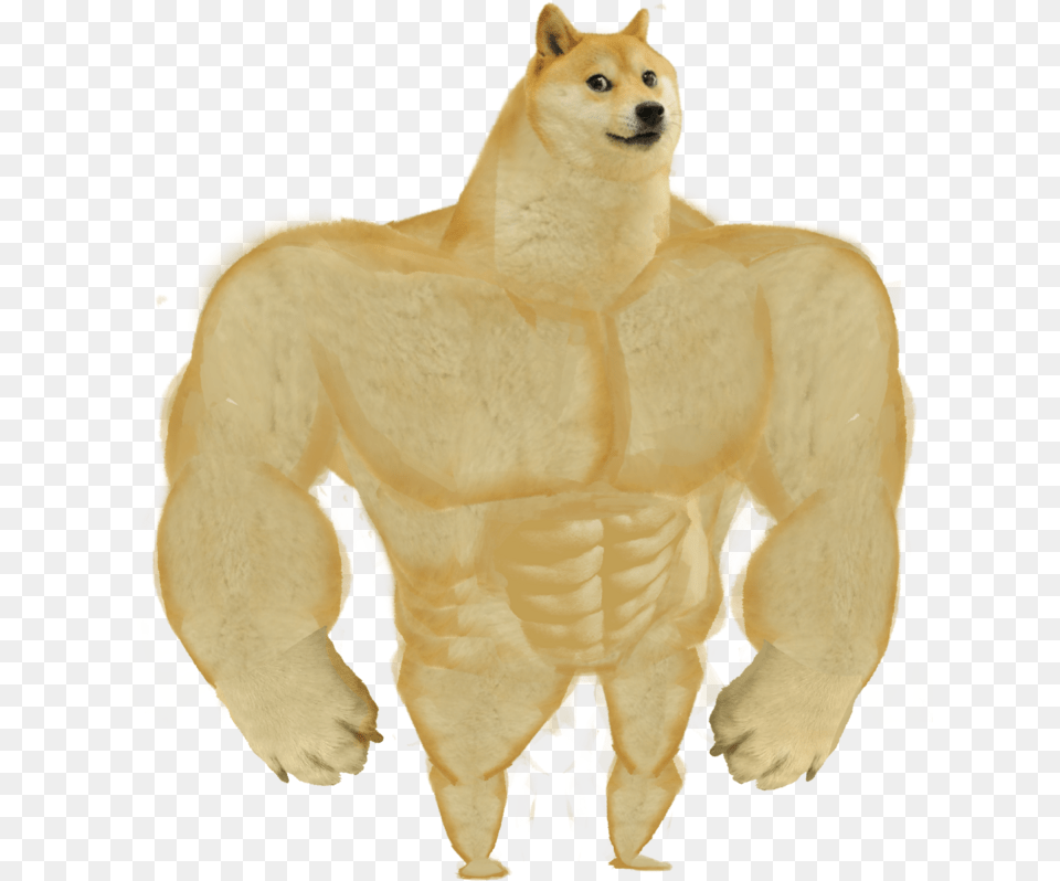 Tournament Of G Overview Swole Doge, Animal, Bear, Mammal, Wildlife Free Png Download