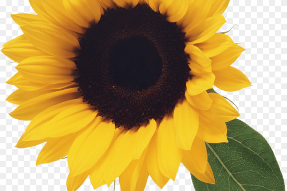 Tournesol Flowers Clip Art Flowers Leaf Clipart, Flower, Plant, Sunflower Free Png