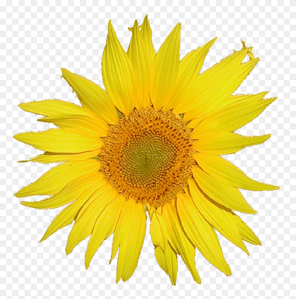 Tournesol Sunflower Mediawiki Logo, Flower, Plant Png