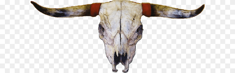 Touros De Rodeio Em, Animal, Mammal, Cattle, Longhorn Png Image
