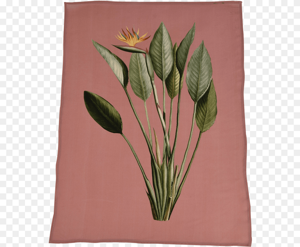 Towel, Flower, Flower Arrangement, Leaf, Plant Free Png