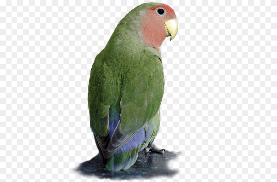 Towel, Animal, Bird, Parakeet, Parrot Png Image