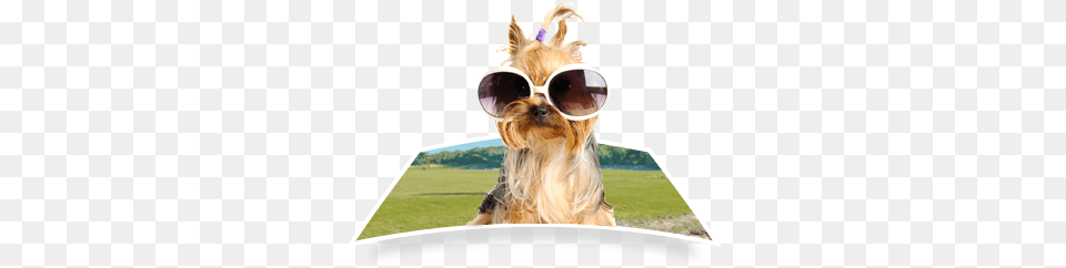 Towel Dog Wearing Sunglasses Harukokoro Adjustable Dog Cat Pet Tie Necktie Wear, Accessories, Animal, Canine, Mammal Png