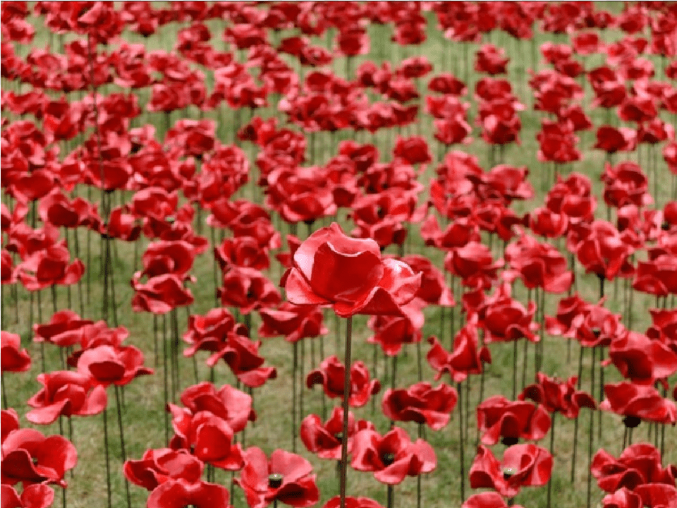 Tower Of London Poppy Poppies At Tower Bridge, Flower, Petal, Plant Png Image