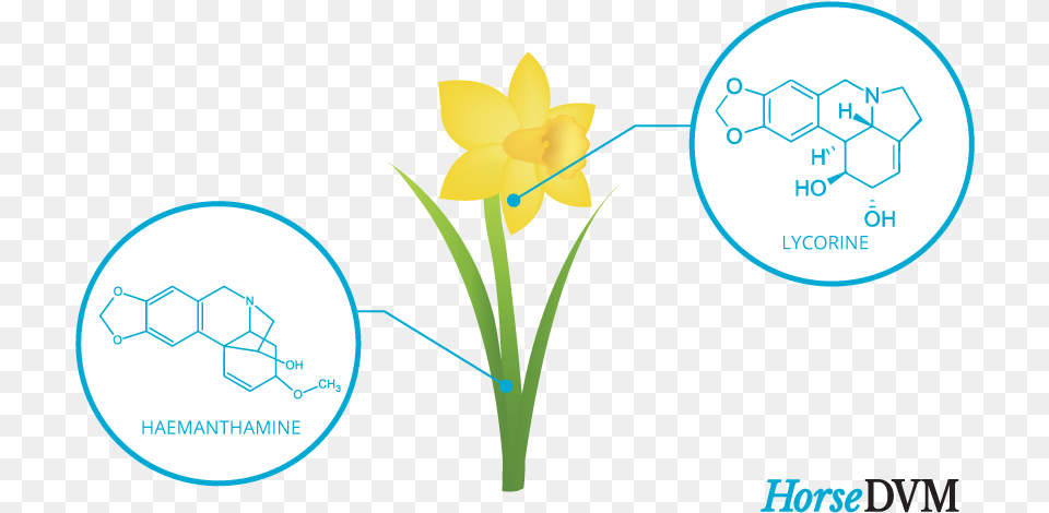 Toxic Components Daffodil, Flower, Plant Free Png Download