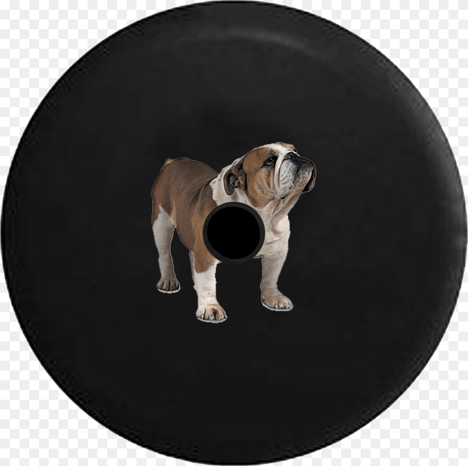 Toy Bulldog, Animal, Canine, Dog, Mammal Free Png