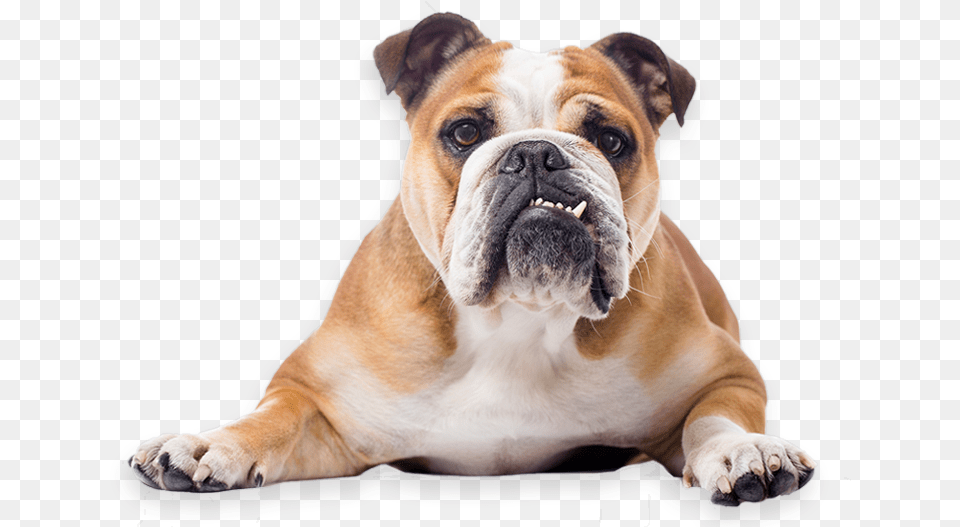 Toy Bulldog French American English Bulldog, Animal, Boxer, Canine, Dog Png