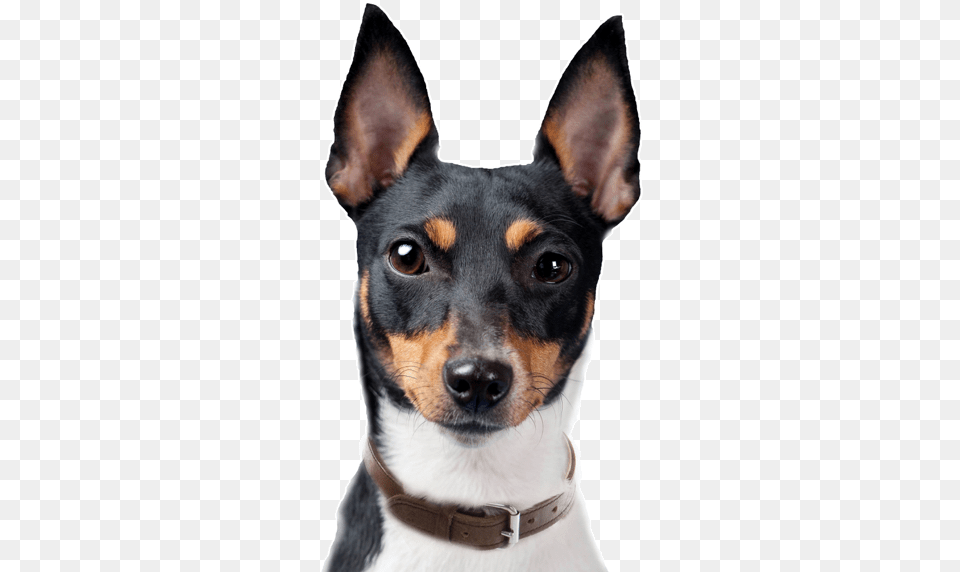 Toy Fox Terrier, Animal, Canine, Dog, Mammal Png Image