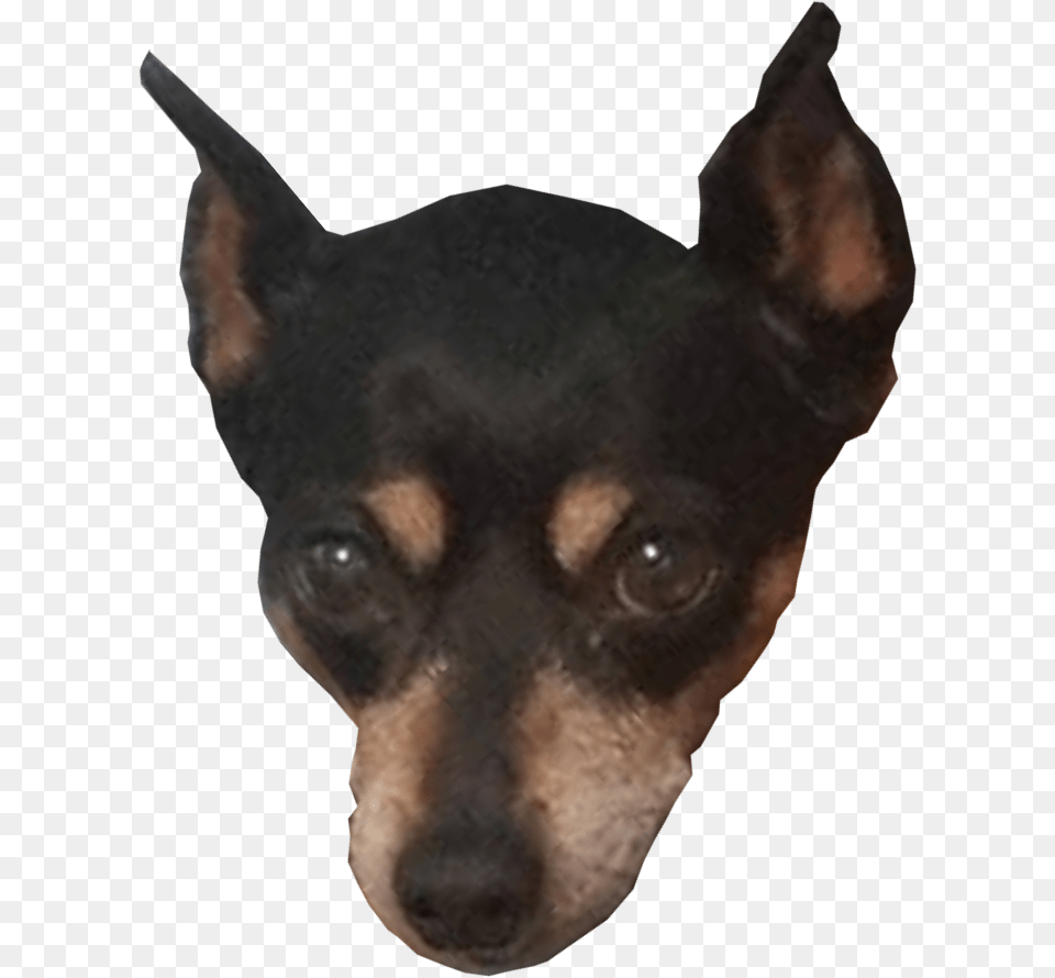 Toy Manchester Terrier, Pet, Animal, Canine, Chihuahua Png