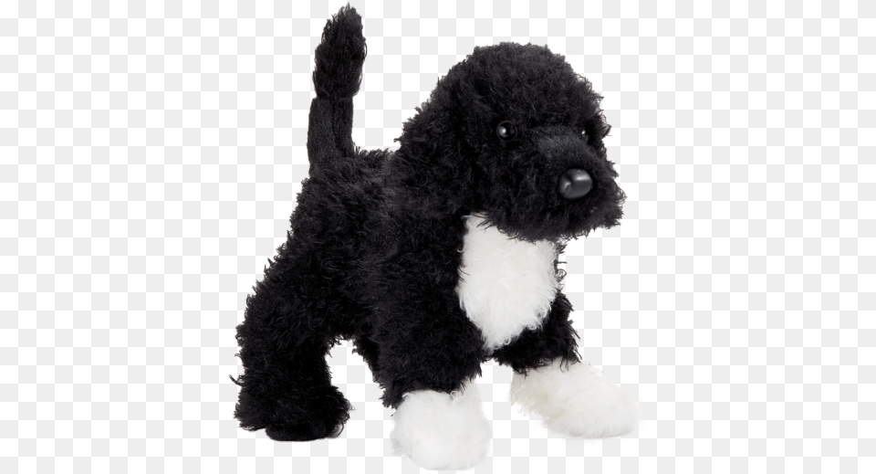 Toy Poodle, Animal, Canine, Dog, Mammal Png Image