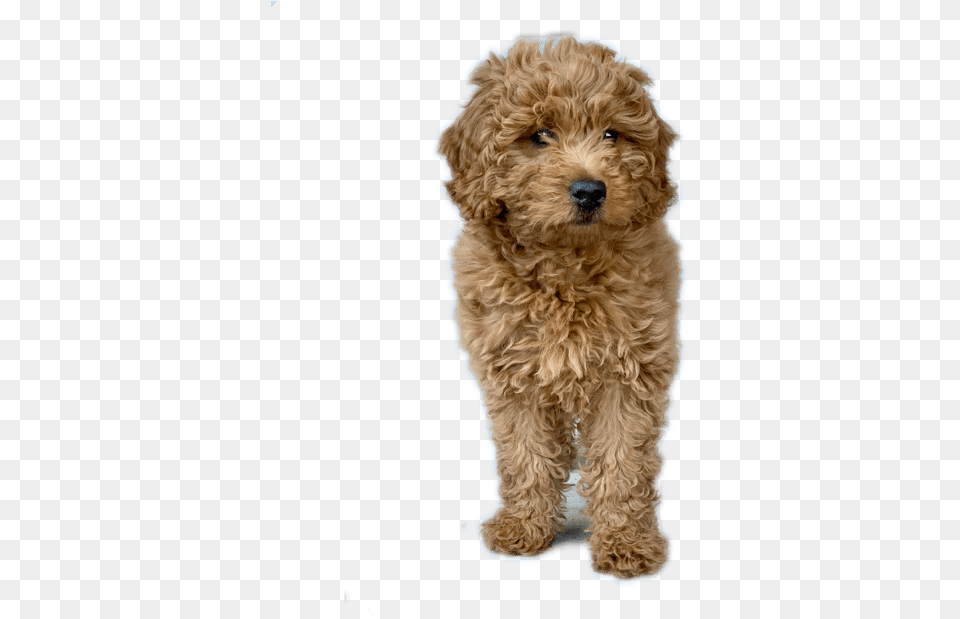 Toy Poodle, Animal, Canine, Dog, Mammal Free Png Download
