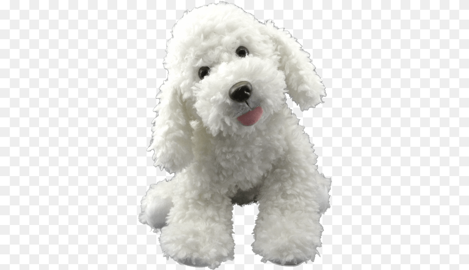 Toy Poodle, Animal, Canine, Dog, Mammal Png
