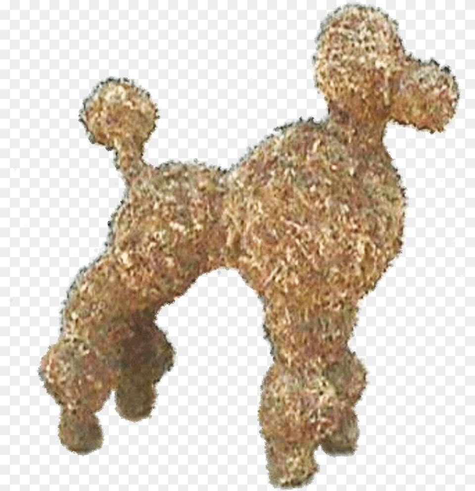 Toy Poodle Download Standard Poodle, Animal, Canine, Dog, Mammal Free Png