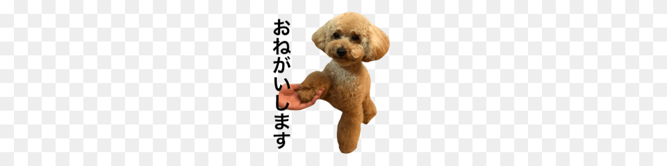 Toy Poodle Line Stickers Line Store, Animal, Canine, Dog, Mammal Free Transparent Png