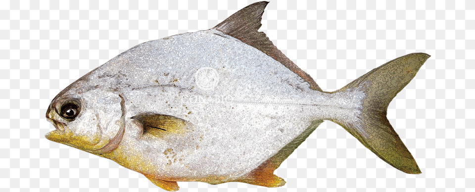 Trachinotuscarolinus Gulf Flounder, Animal, Fish, Sea Life Free Png