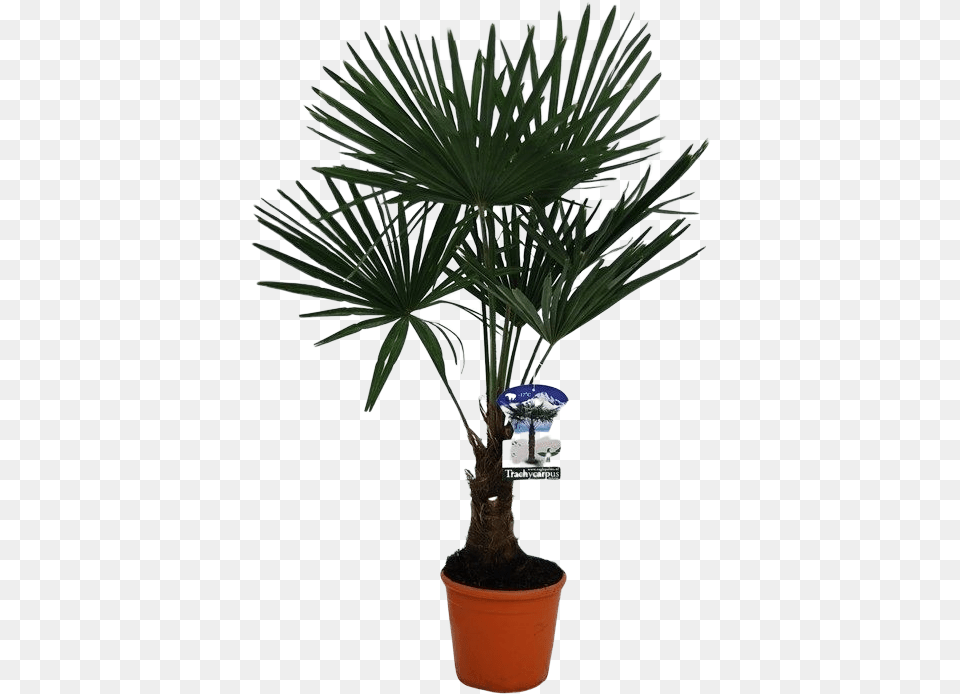 Trachycarpus Fortenei Flowerpot, Palm Tree, Plant, Potted Plant, Tree Free Png