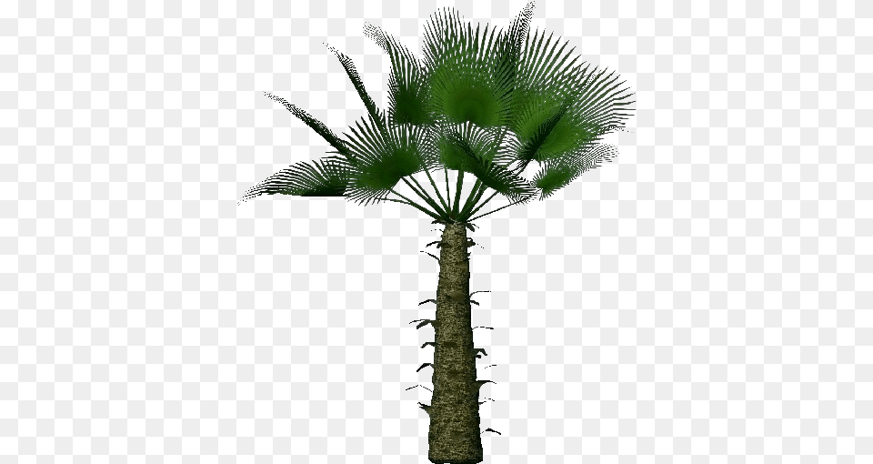Trachycarpus Fortunei, Palm Tree, Plant, Tree, Leaf Free Png Download