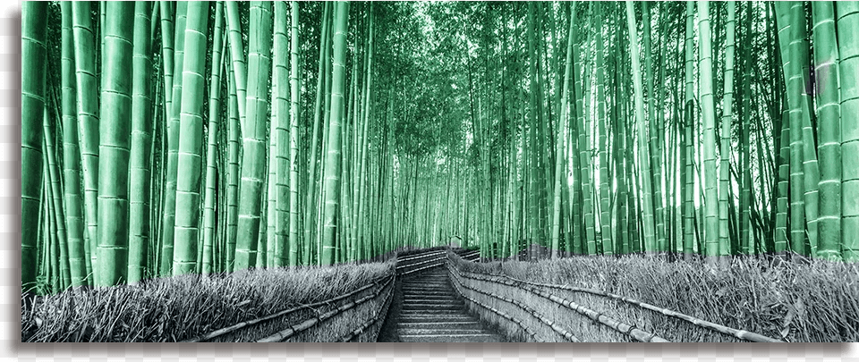 Track, Bamboo, Plant, Nature, Outdoors Free Transparent Png