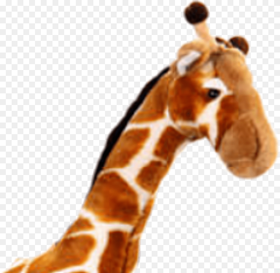 Tracy Beaker Wiki Tracy Beaker Returns Jeff, Animal, Giraffe, Mammal, Wildlife Free Png
