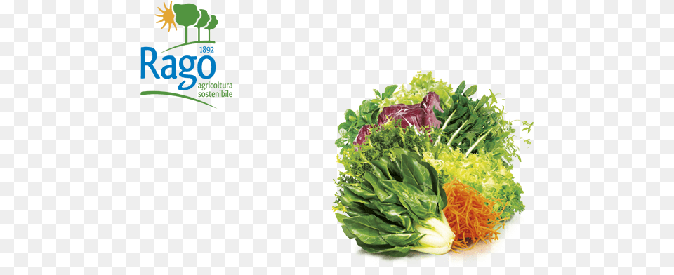 Tradition, Food, Produce, Leafy Green Vegetable, Plant Png