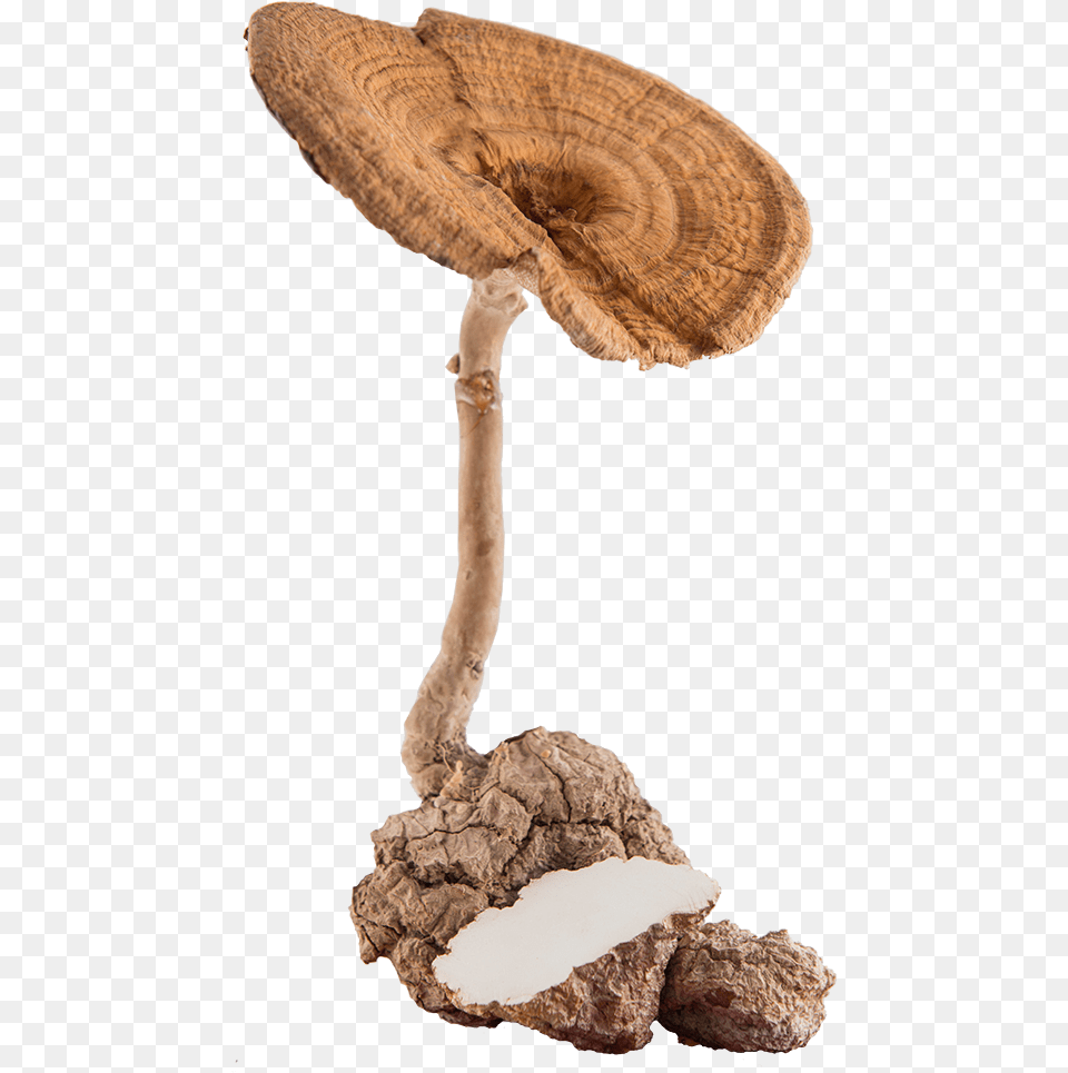 Traditonal Use Of Tmm Tiger Milk Mushroom, Agaric, Fungus, Plant, Amanita Free Png