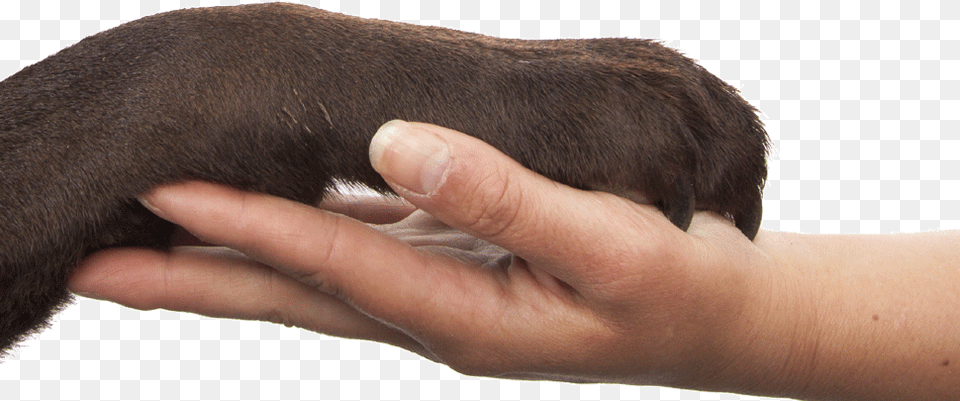 Train Your Existing Dog To Be A Service Dog Diggity Dogs Service Dogs Logo, Hand, Body Part, Finger, Person Free Transparent Png