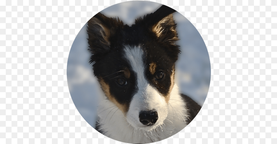 Training Australian Collie, Photography, Animal, Canine, Dog Free Png