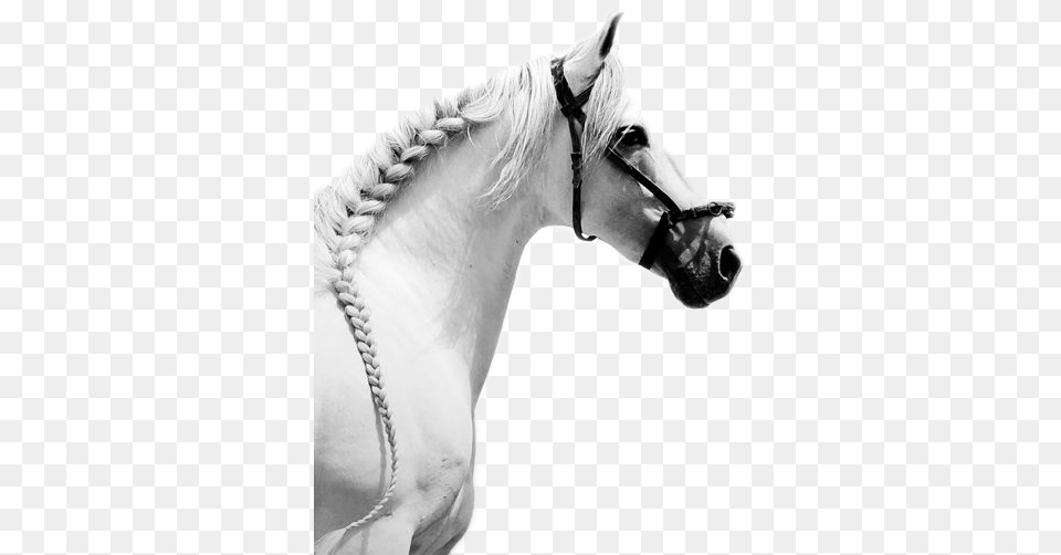Training Horses Caballos Blancos, Andalusian Horse, Animal, Horse, Mammal Png