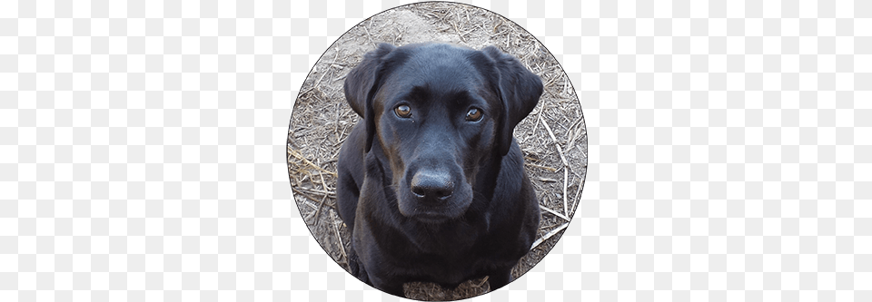 Training Labrador Retriever, Animal, Canine, Dog, Labrador Retriever Free Transparent Png