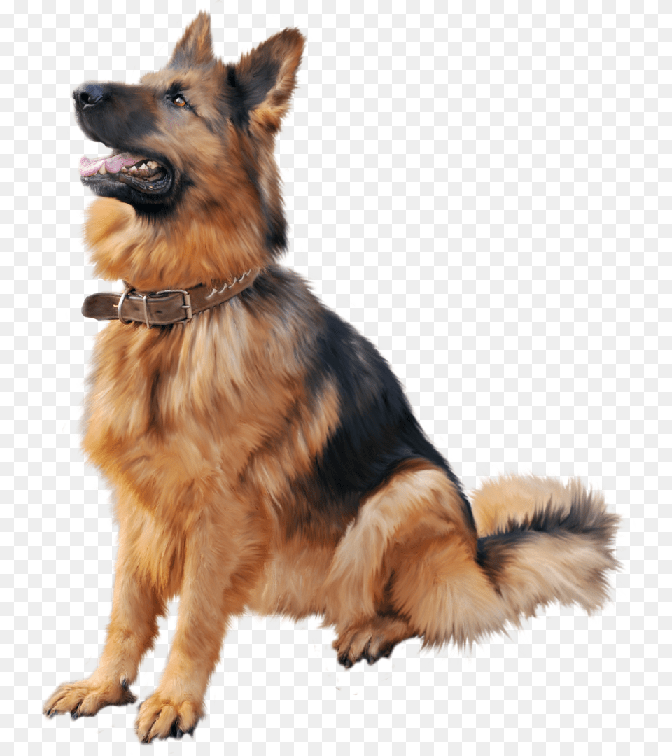 Training Shock Dog Cat Collar Cartoon Clipart German Shepherd Dog, Animal, Canine, German Shepherd, Mammal Free Png Download