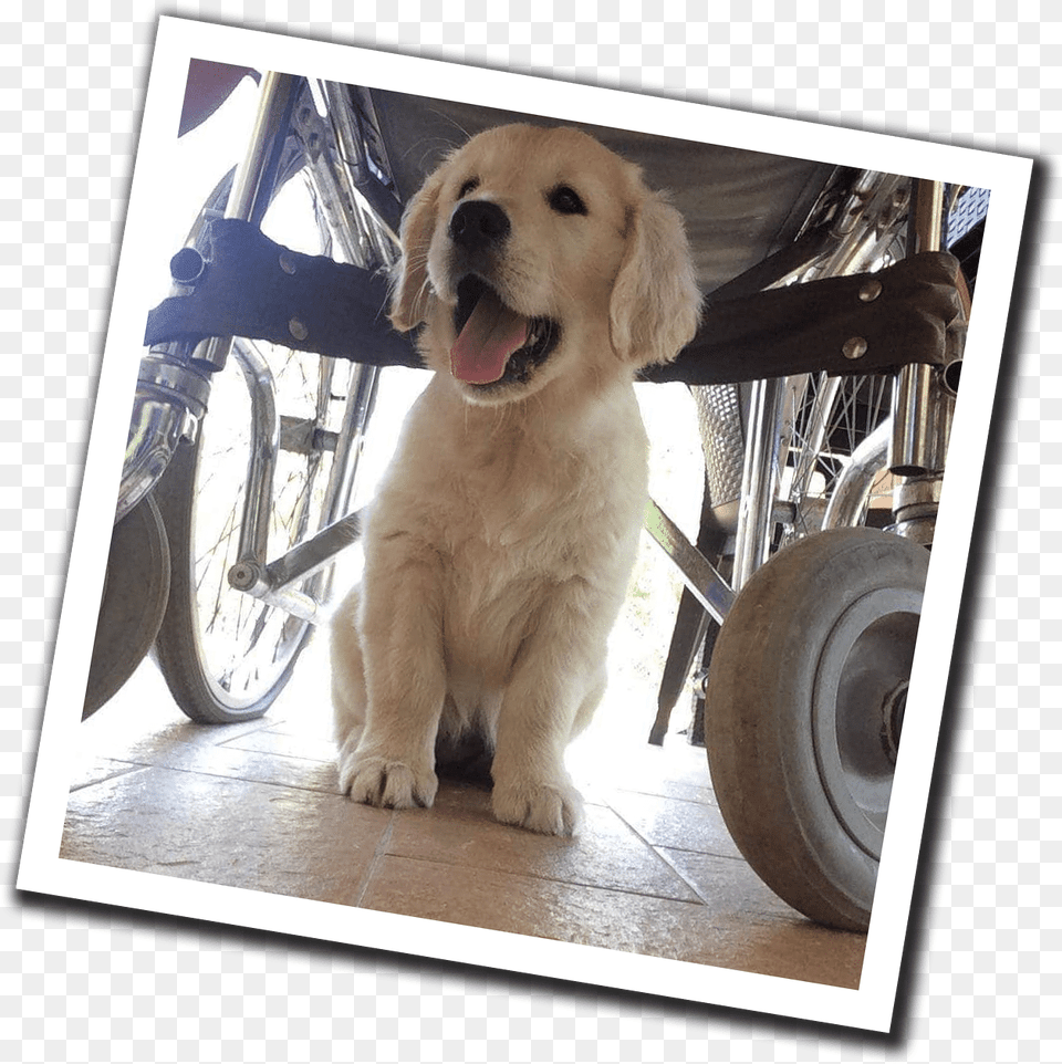 Training Social Service Dogs In The Heart Of Tuscany Golden Retriever, Mammal, Animal, Canine, Spoke Png