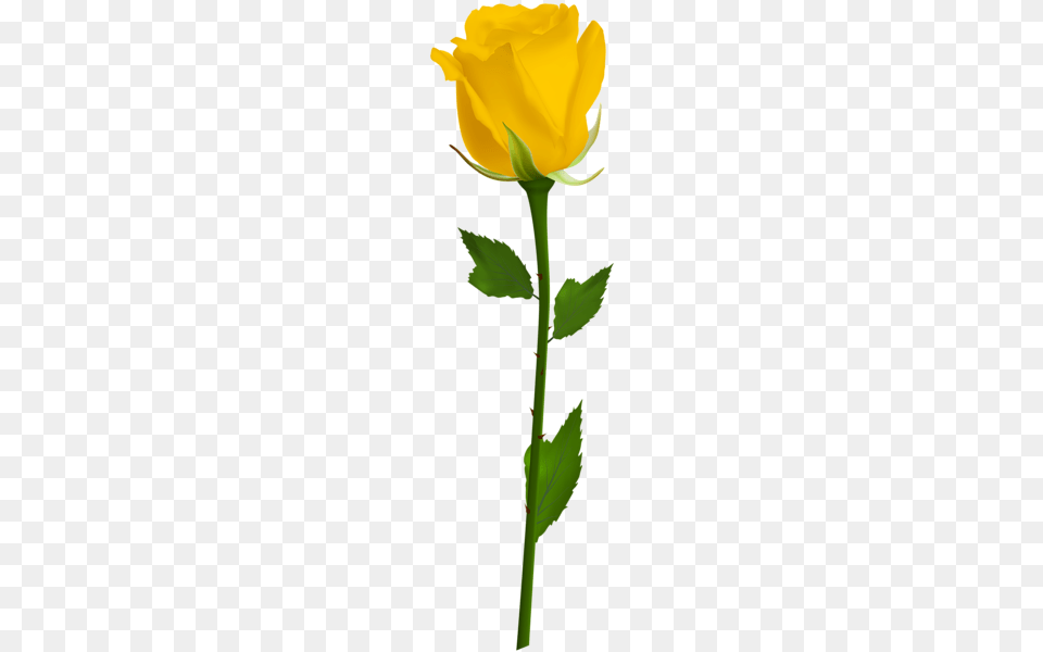 Trandafiri Yellow Roses, Flower, Plant, Rose Png