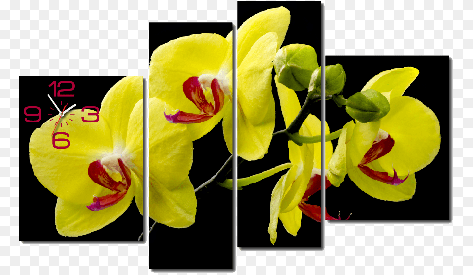 Tranh Ng H Treo Tng Hoa Mai Vng, Flower, Orchid, Plant, Animal Free Transparent Png